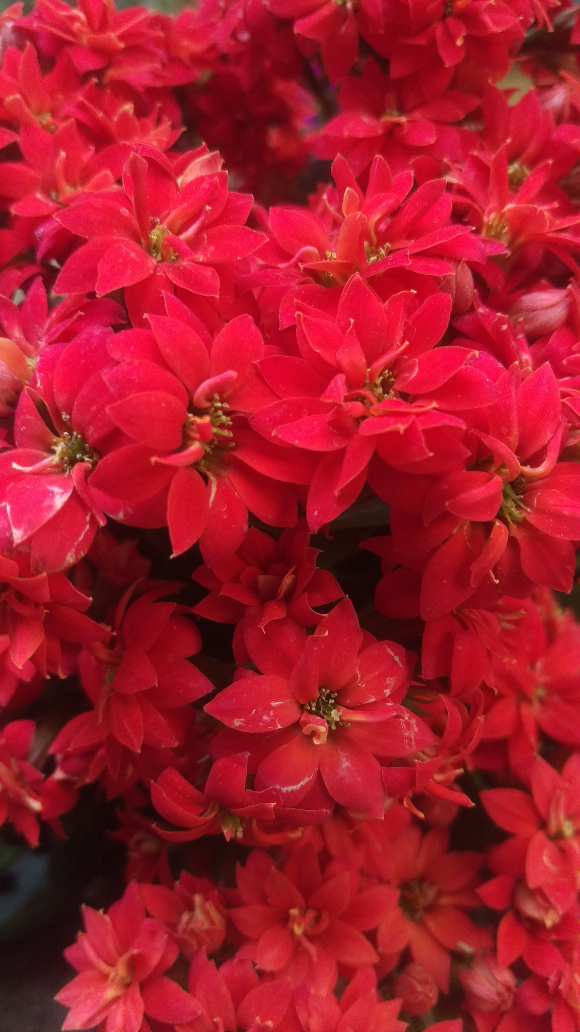 HTC ONE M9 sample photo. A view of red photography