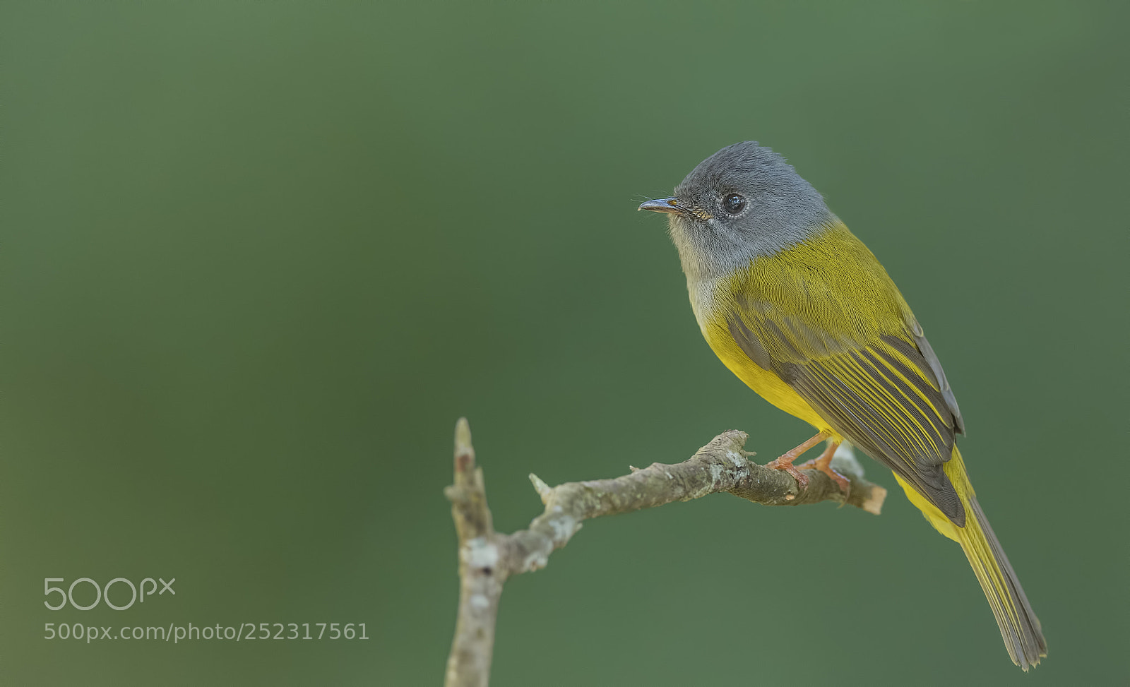 Nikon D850 sample photo. Grey headed canary flycatcher photography