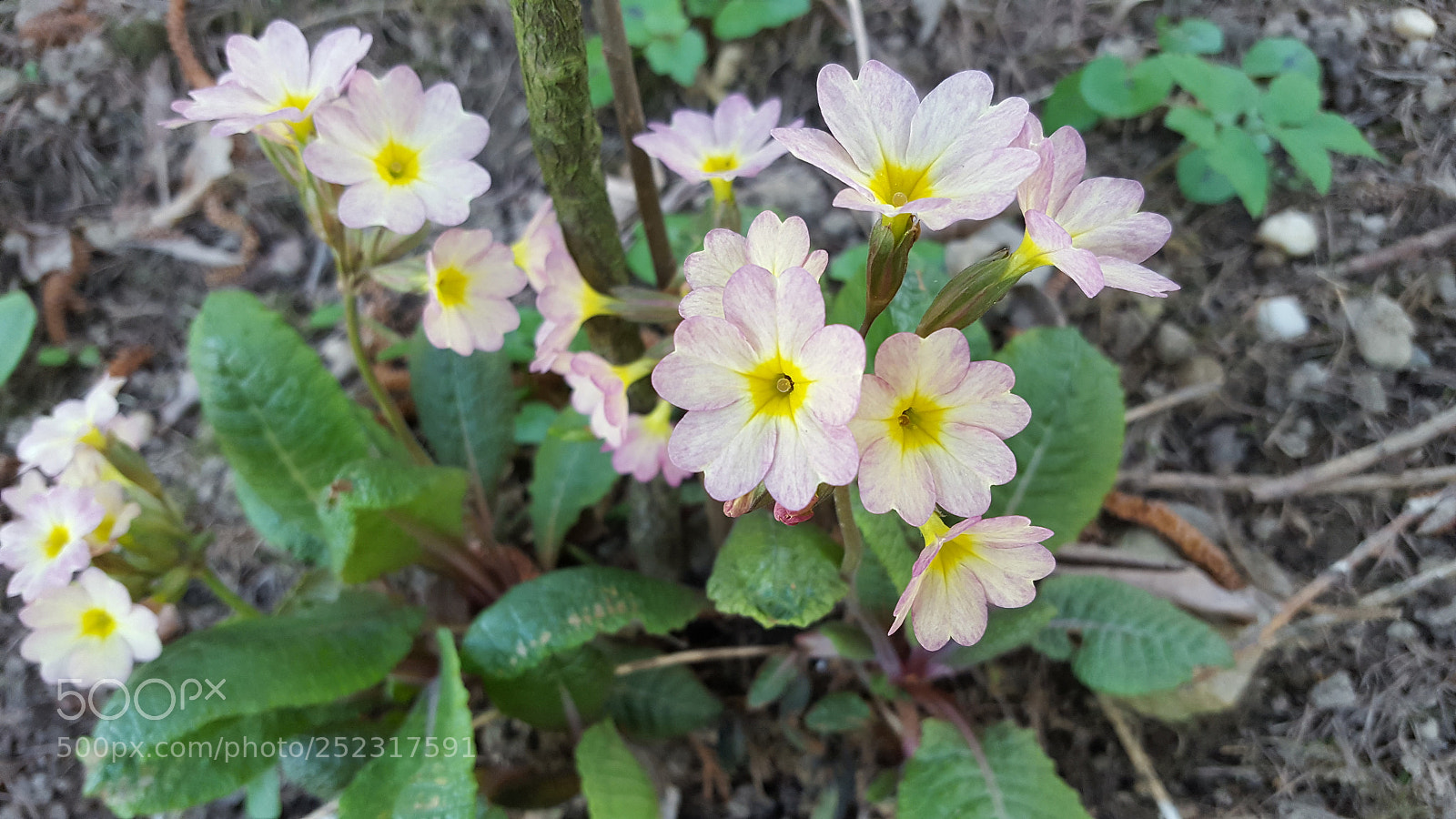 Samsung Galaxy S6 sample photo. Flowers photography