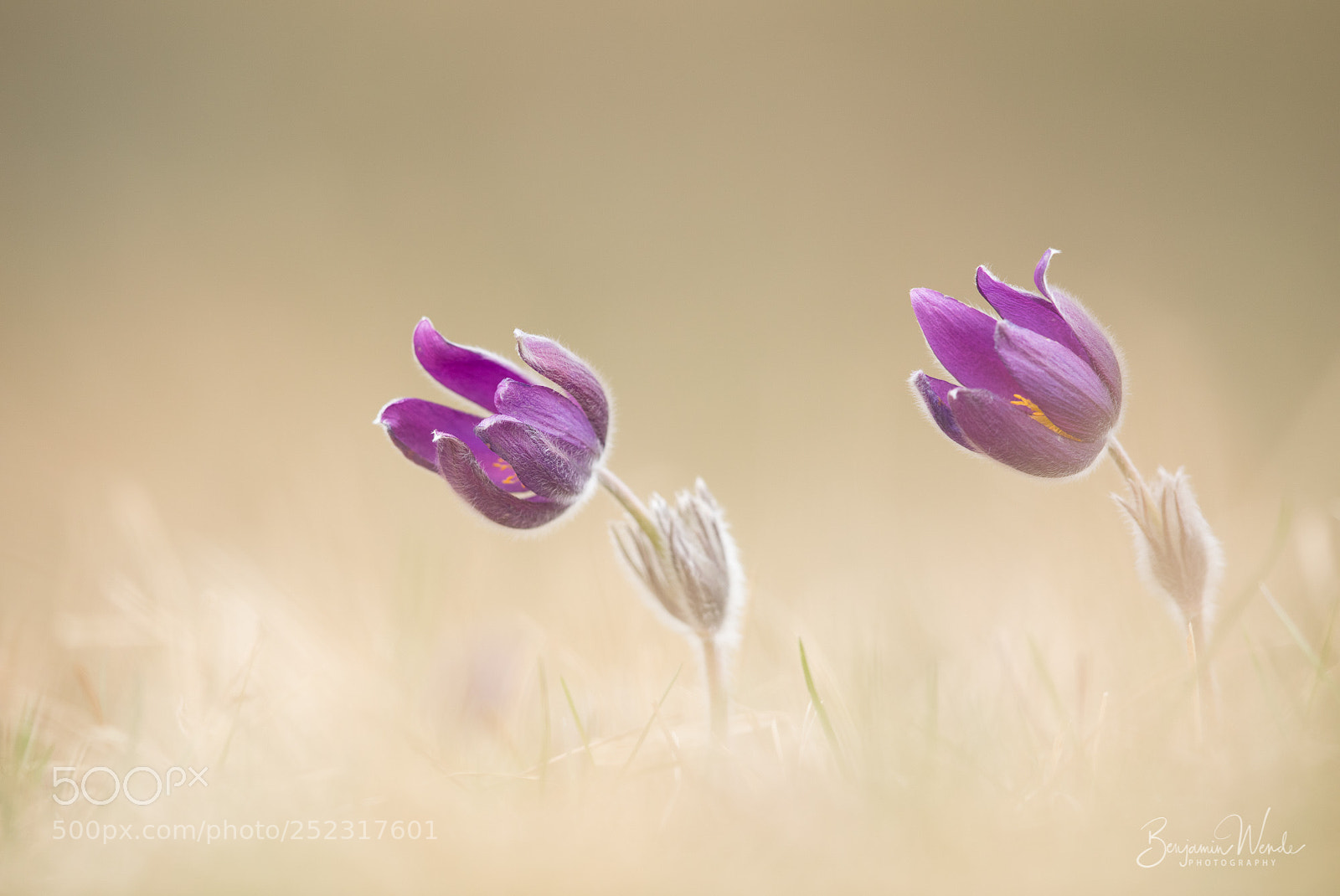 Canon EOS 5D Mark IV sample photo. Pasque flower duo photography