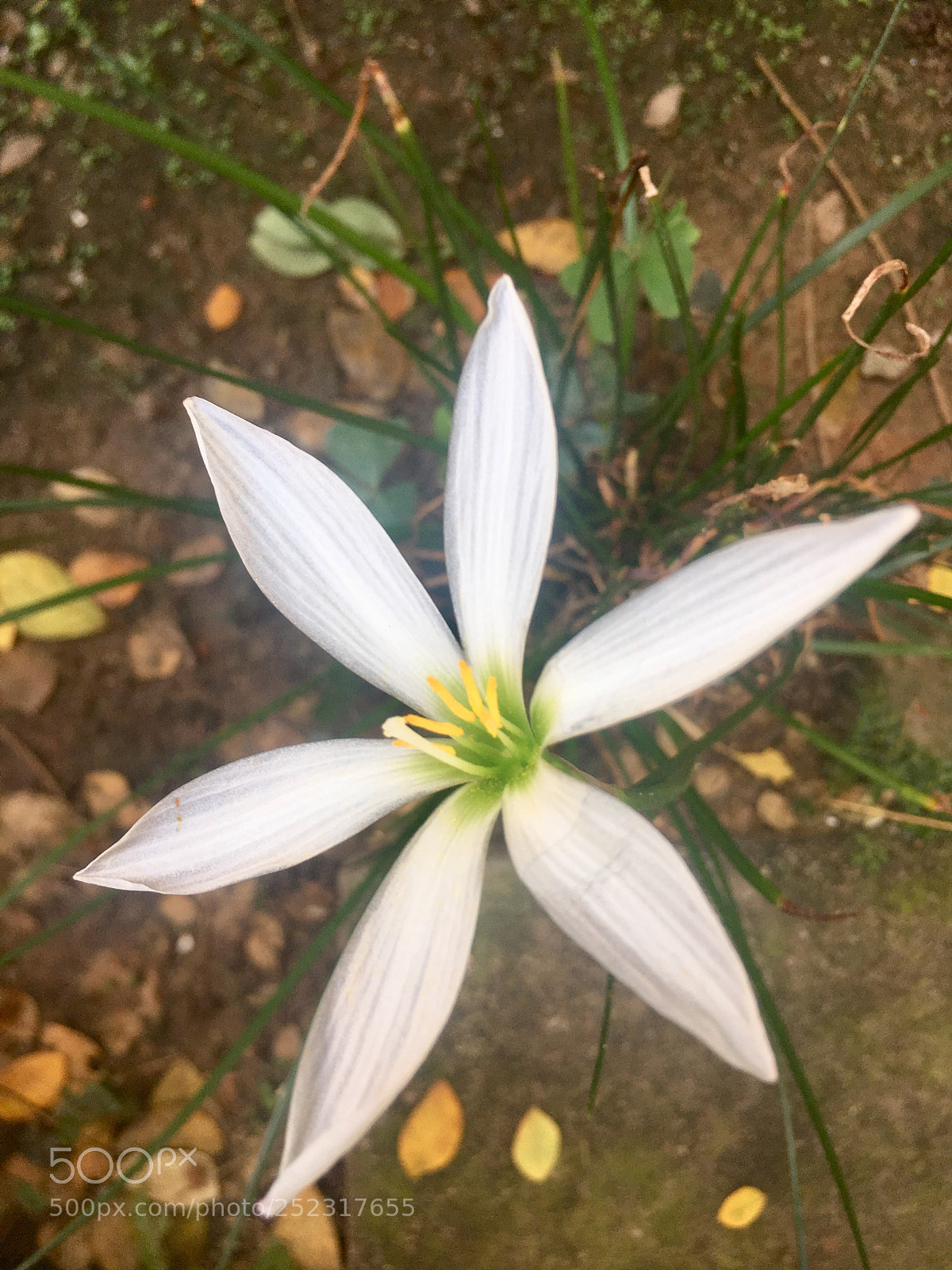 Apple iPhone 6s sample photo. Untitled photography