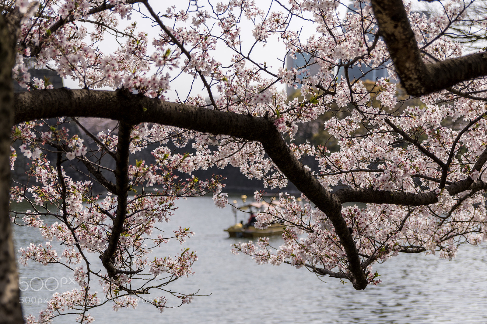 Nikon D7500 sample photo. Sakura photography