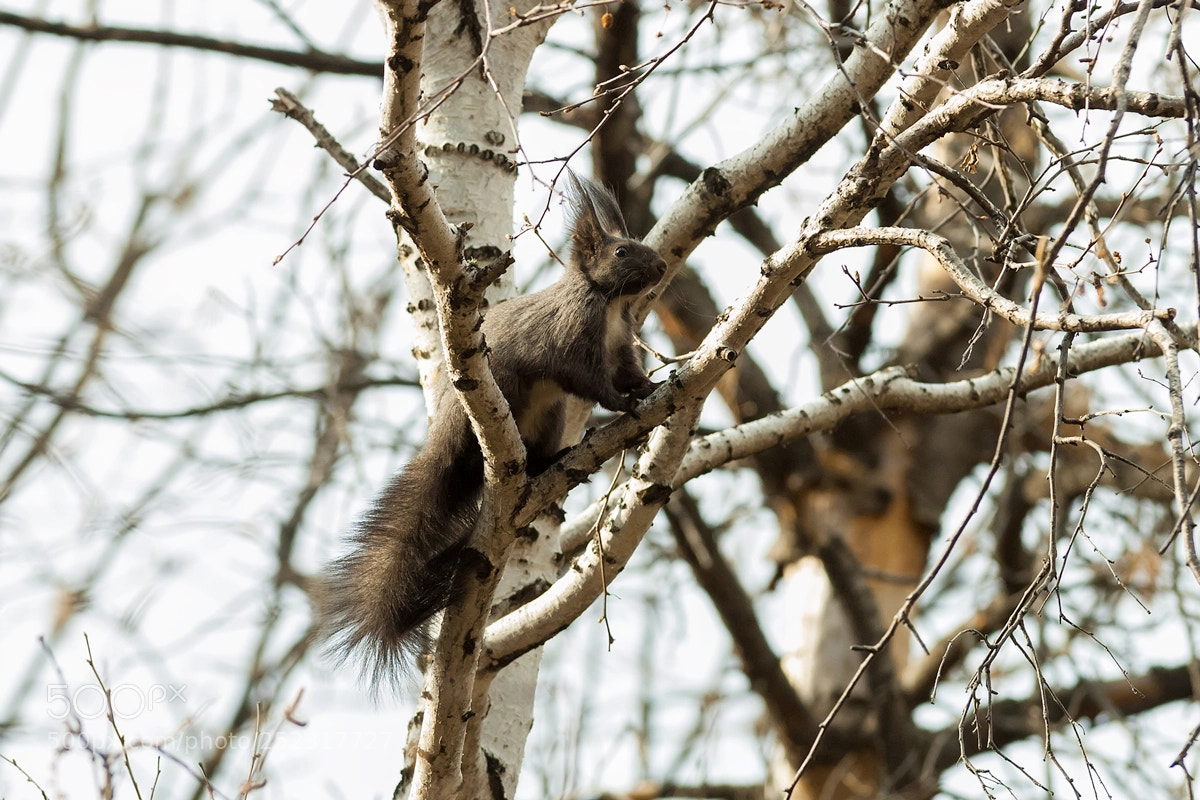 Nikon D2X sample photo. Squirell photography