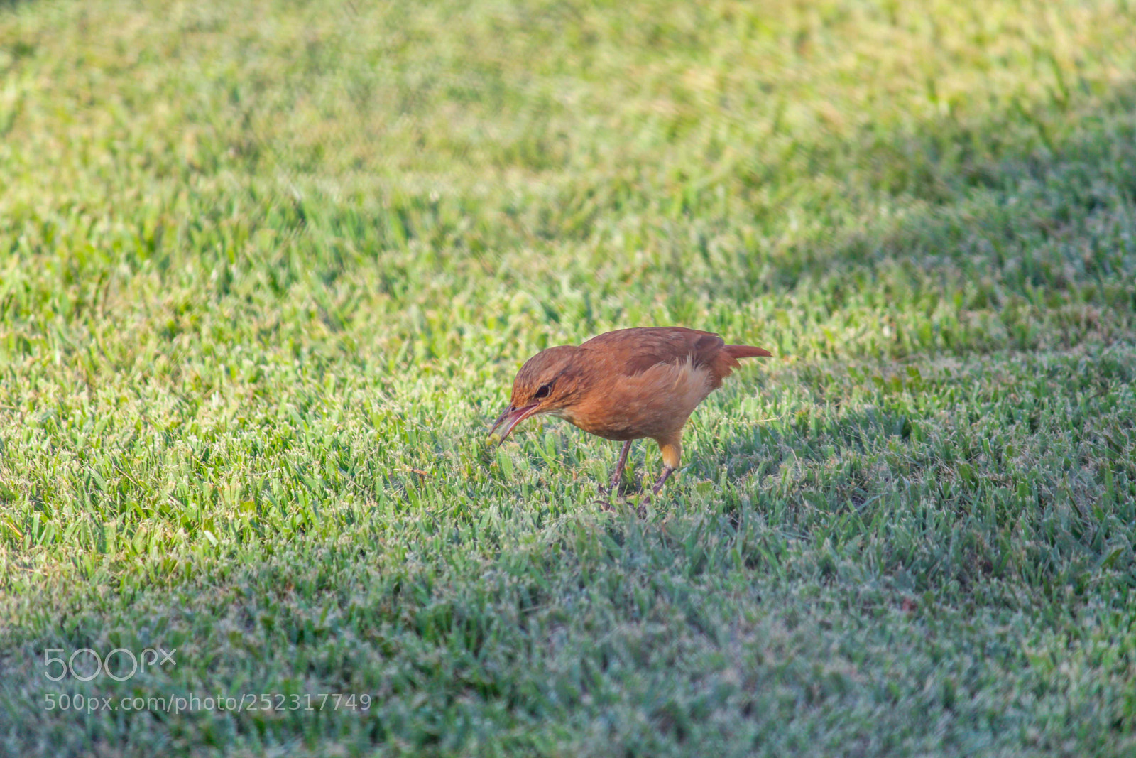 Canon EOS 1200D (EOS Rebel T5 / EOS Kiss X70 / EOS Hi) sample photo. Bird photography