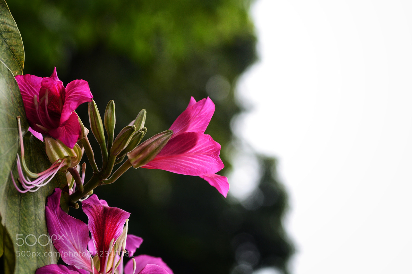 Nikon D7100 sample photo. Untitled photography