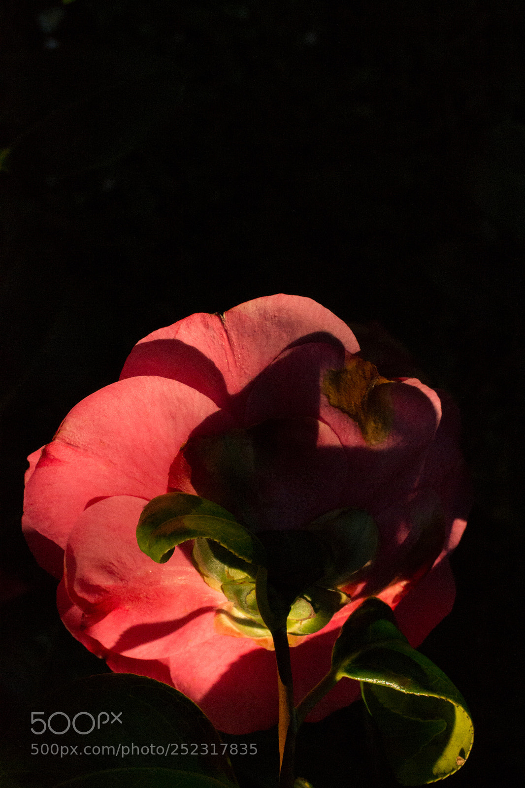 Nikon D3100 sample photo. Red photography