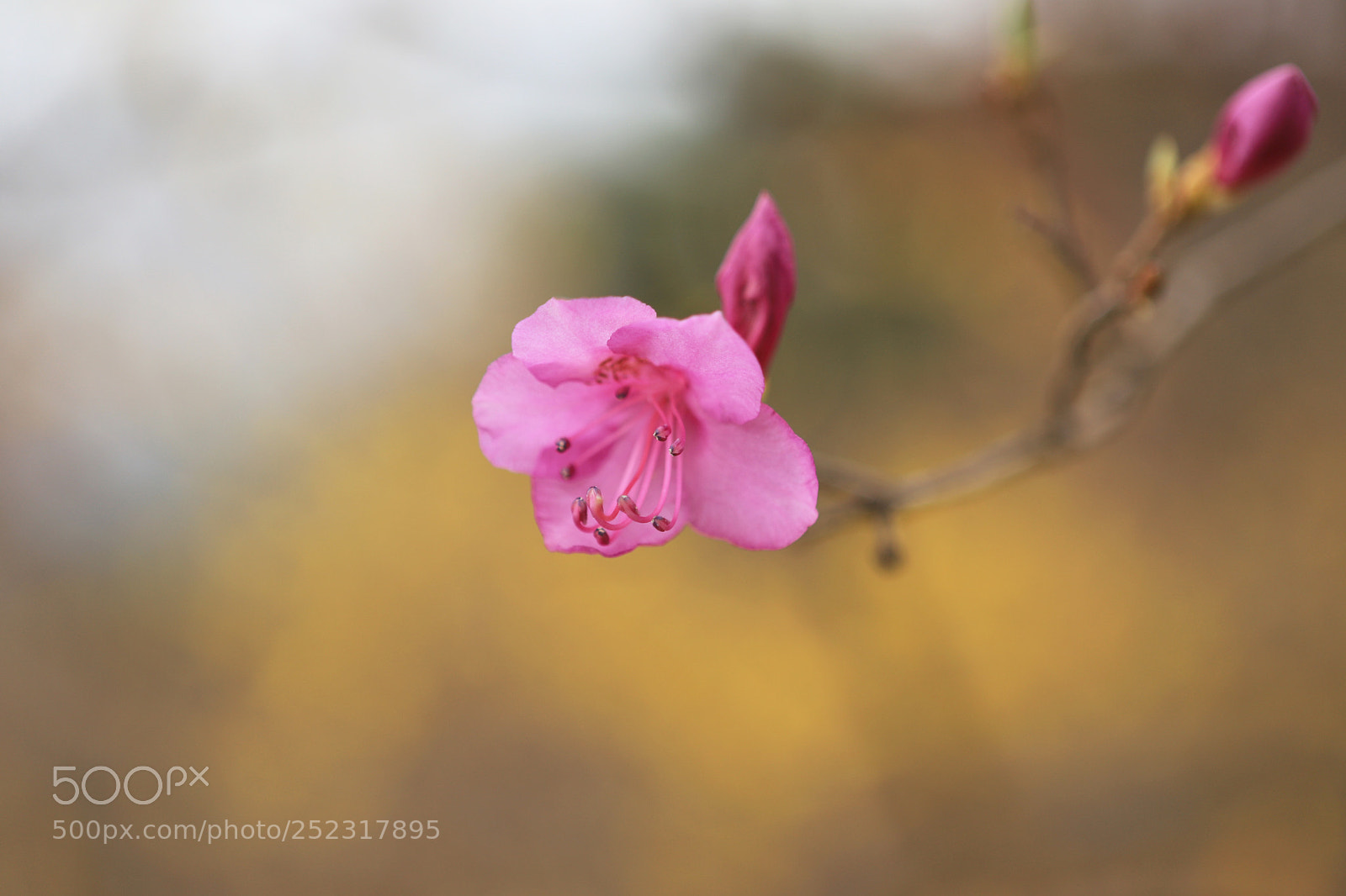 Canon EOS 6D Mark II sample photo. Azalea photography