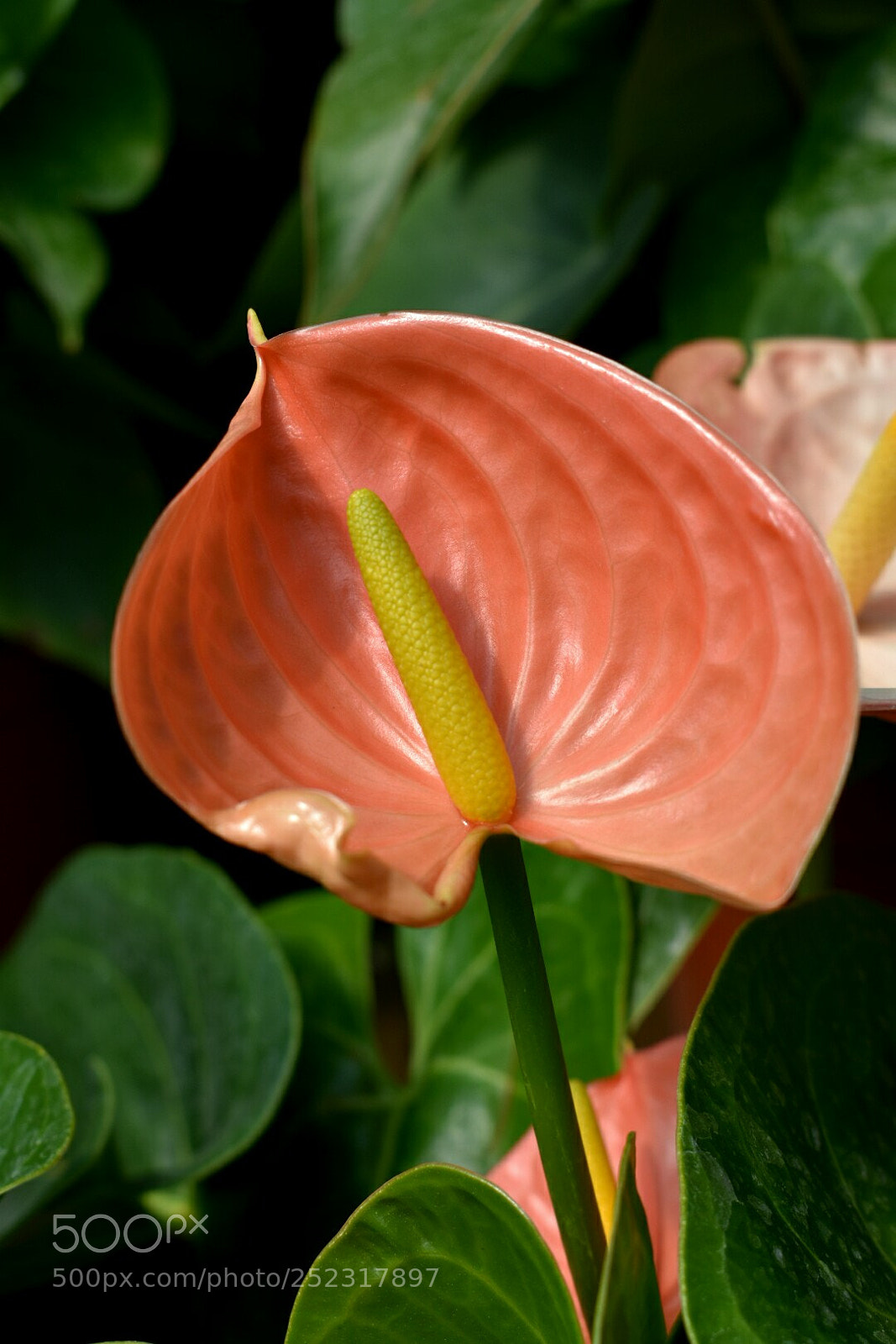 Nikon D3400 sample photo. Flower photography