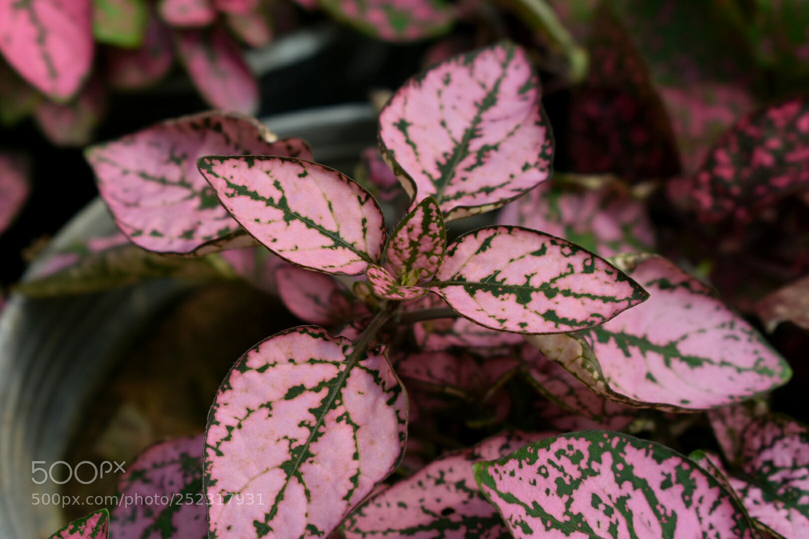 Nikon D3400 sample photo. Flower photography
