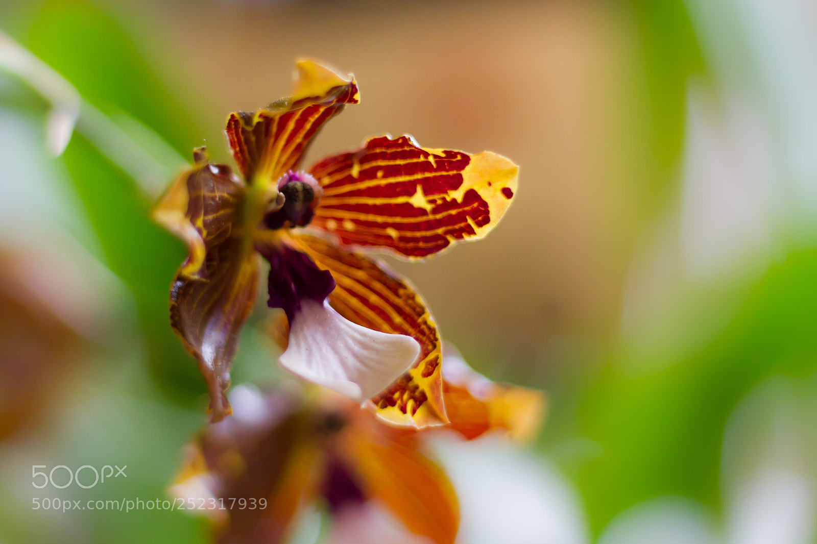 Canon EOS 7D sample photo. Orchid photography