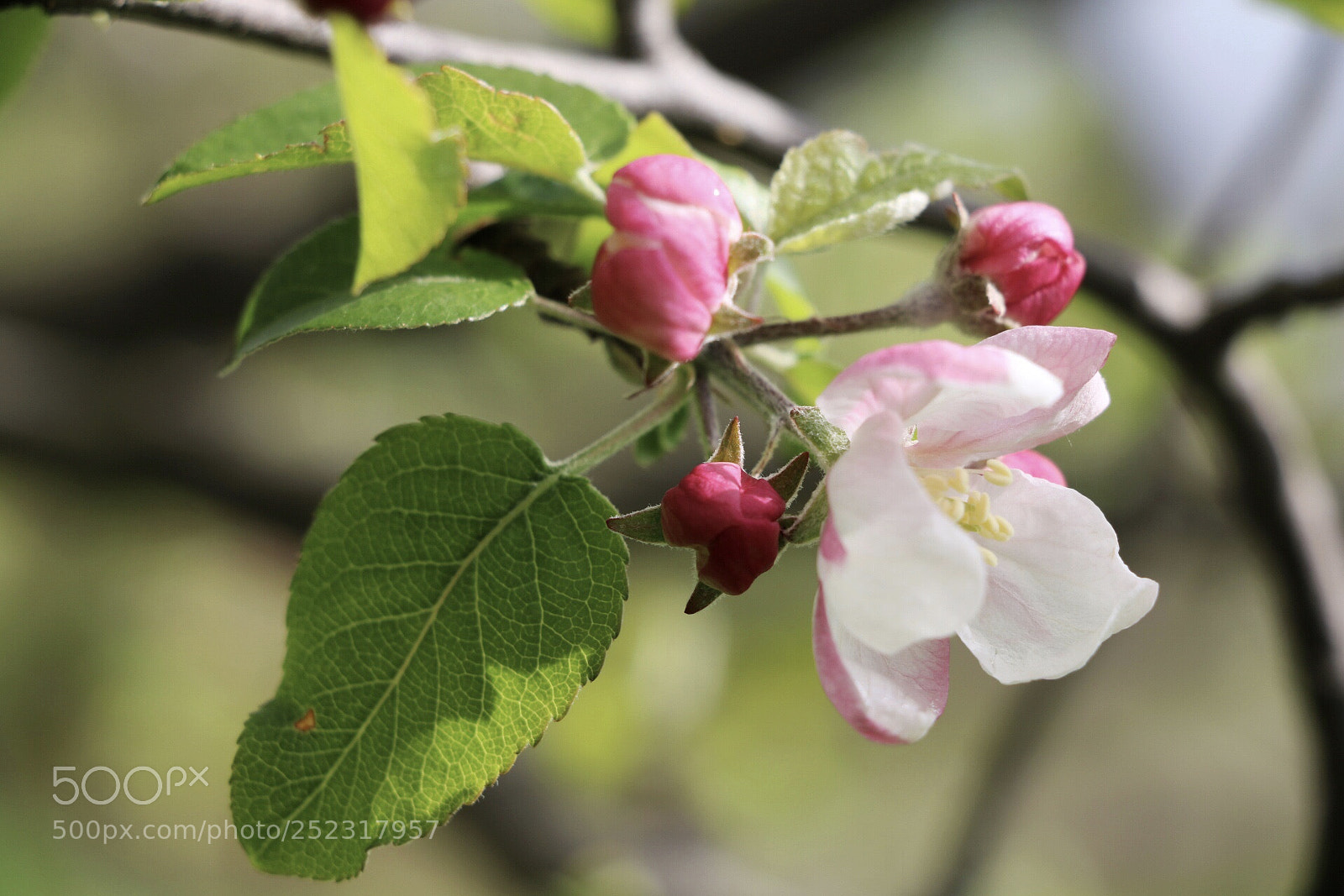 Canon EOS 750D (EOS Rebel T6i / EOS Kiss X8i) sample photo. Untitled photography