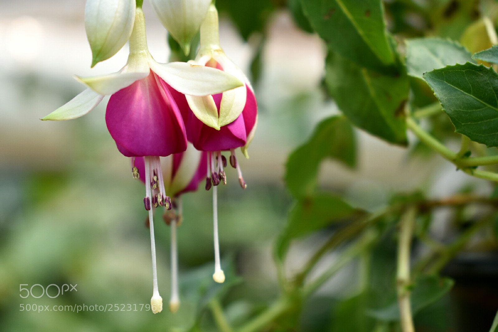 Nikon D3400 sample photo. Flower photography