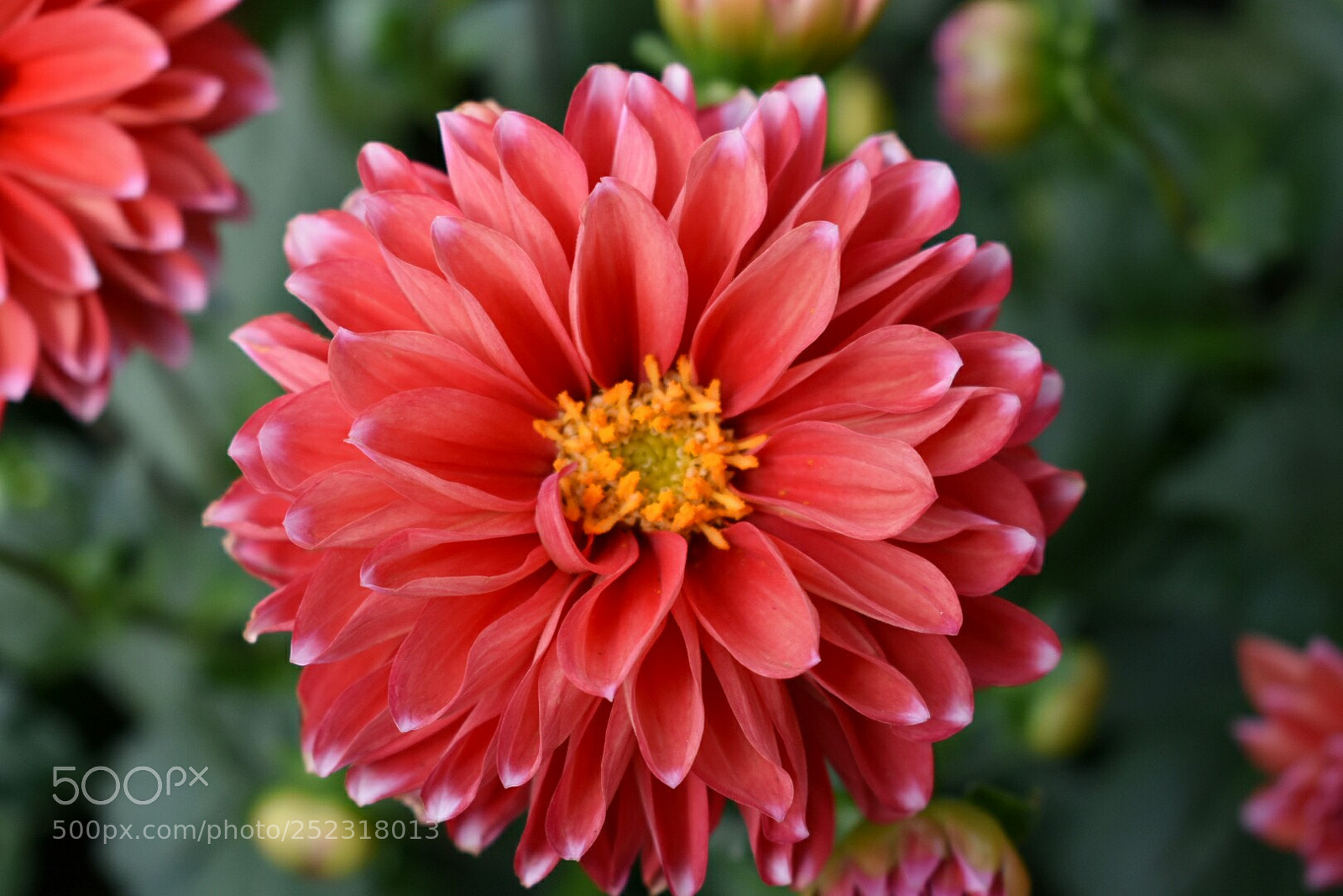 Nikon D3400 sample photo. Flower photography