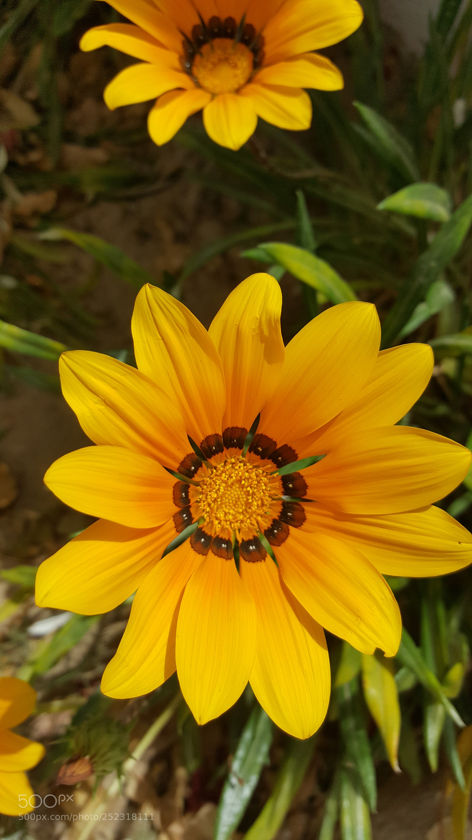 Samsung GALAXY S6 edge sample photo. Sun photography