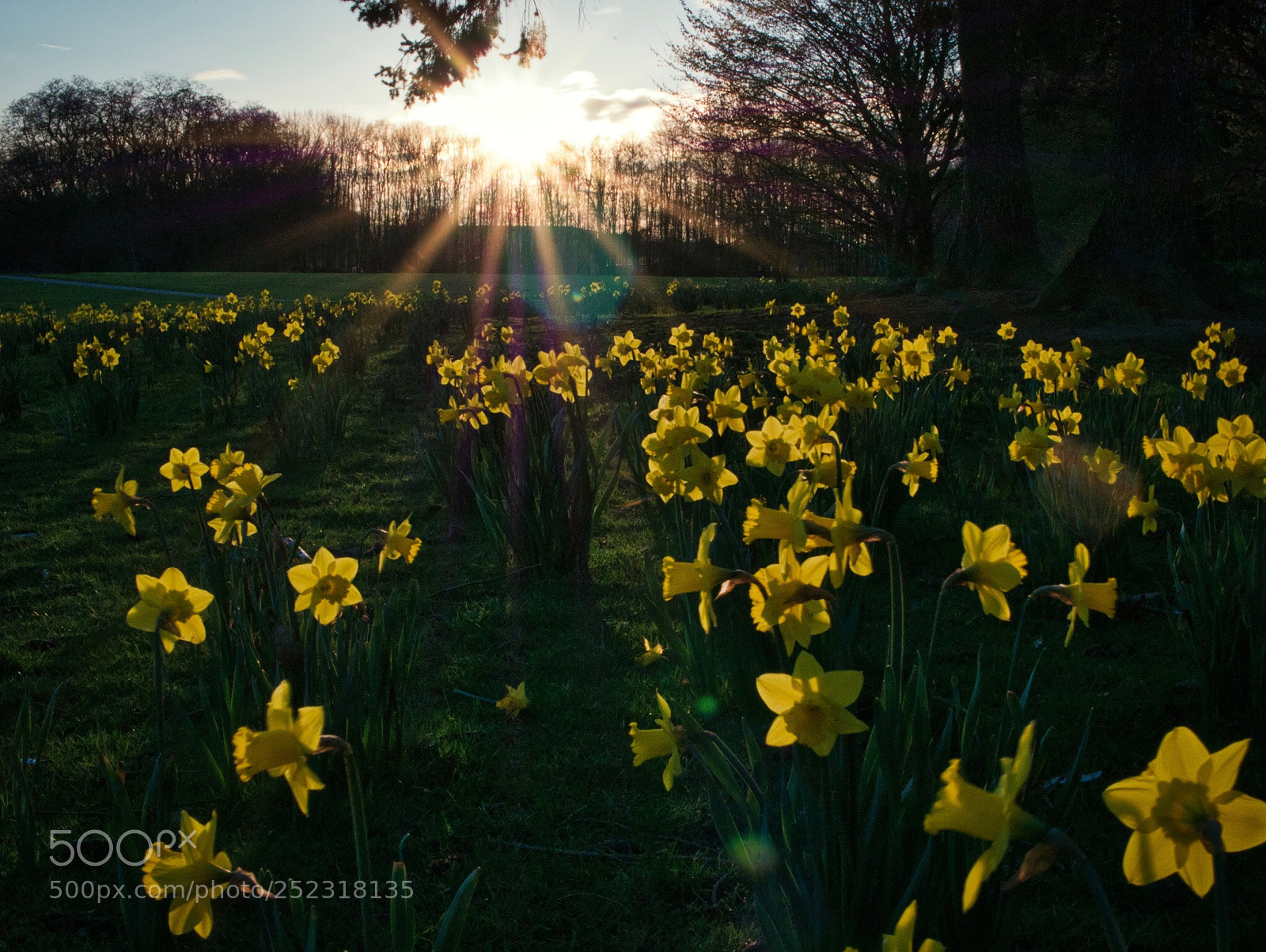 Panasonic DMC-G70 sample photo. Spring sunset photography