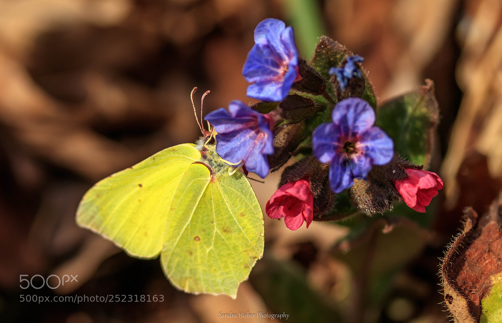 Canon EOS 80D sample photo. Zitronenfalter photography