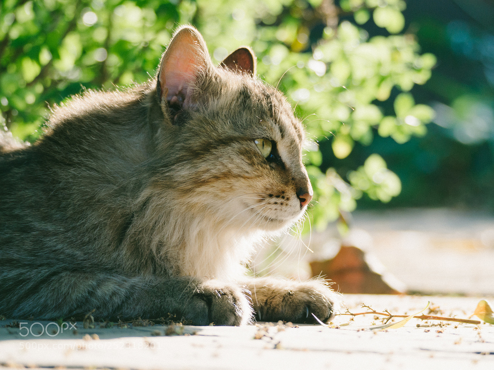 Olympus OM-D E-M10 sample photo. Cat photography