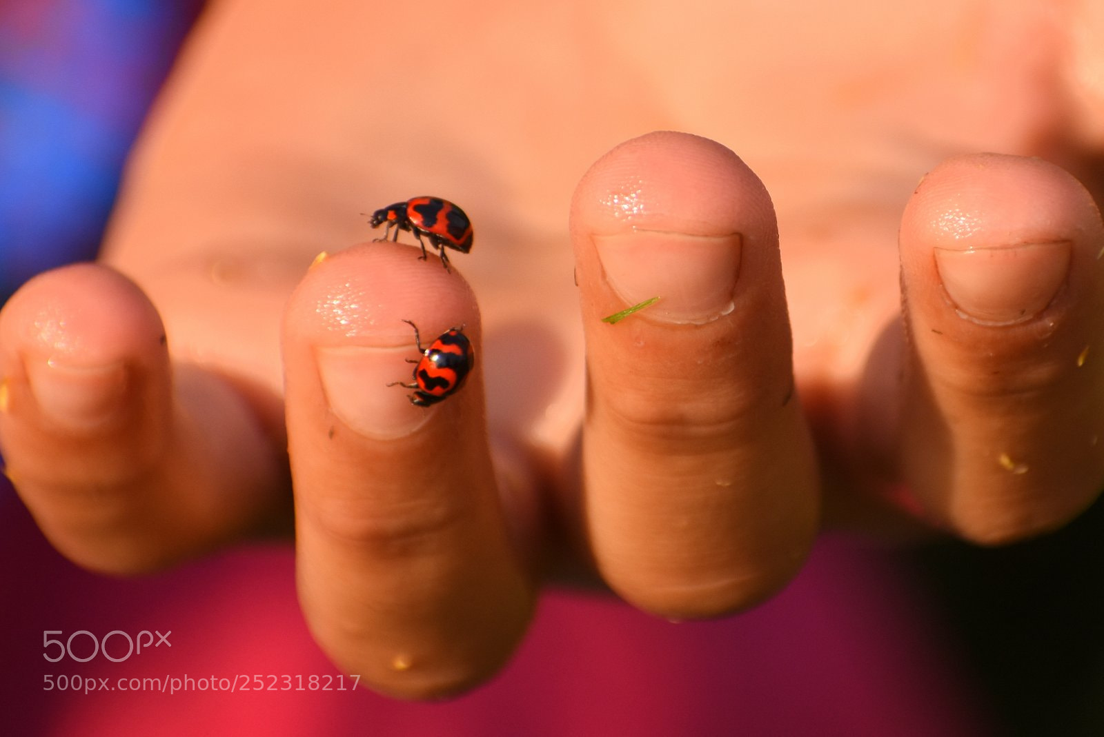 Nikon D7200 sample photo. Untitled photography