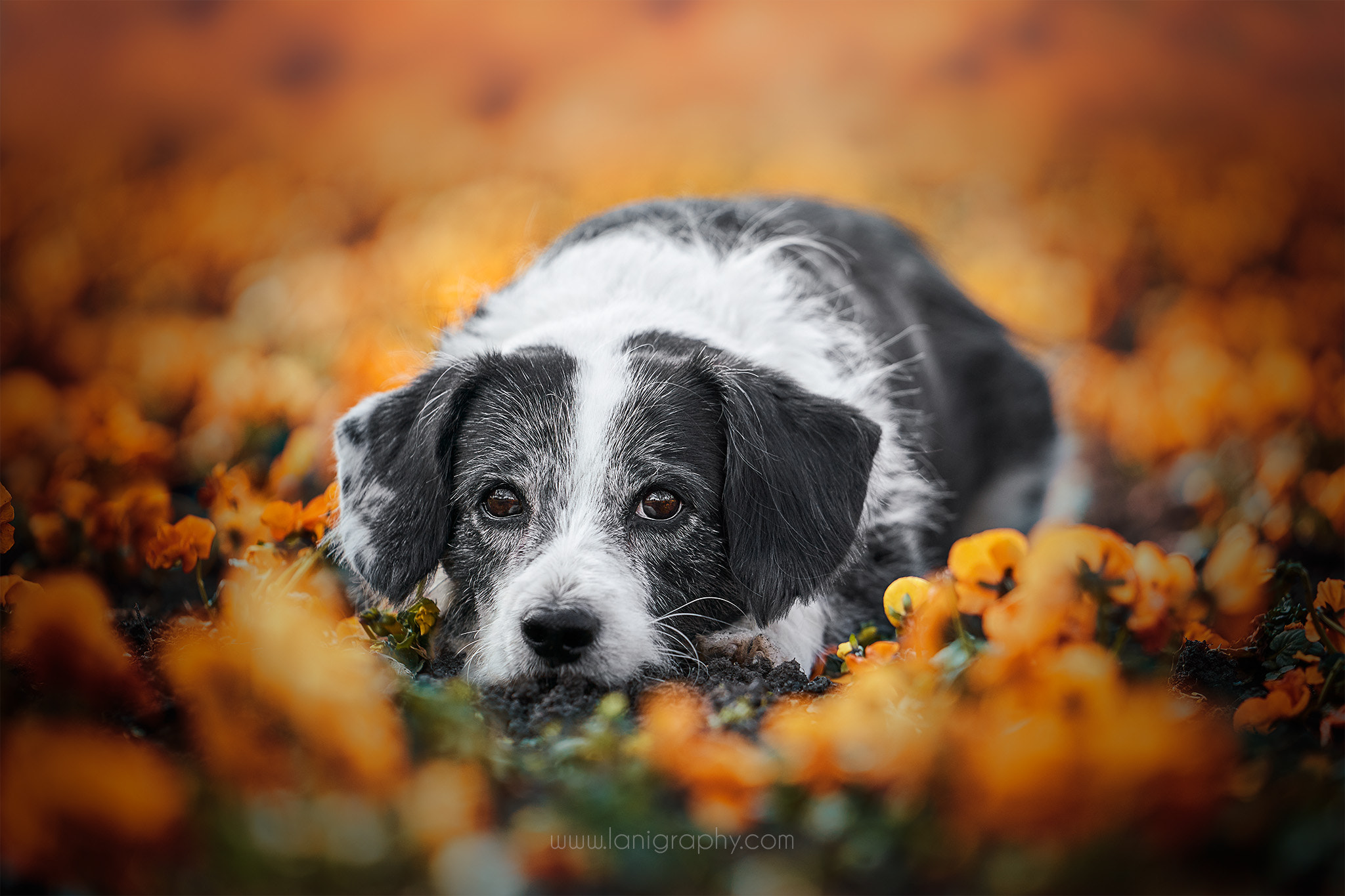Sony FE 70-200mm F2.8 GM OSS sample photo. Joey photography