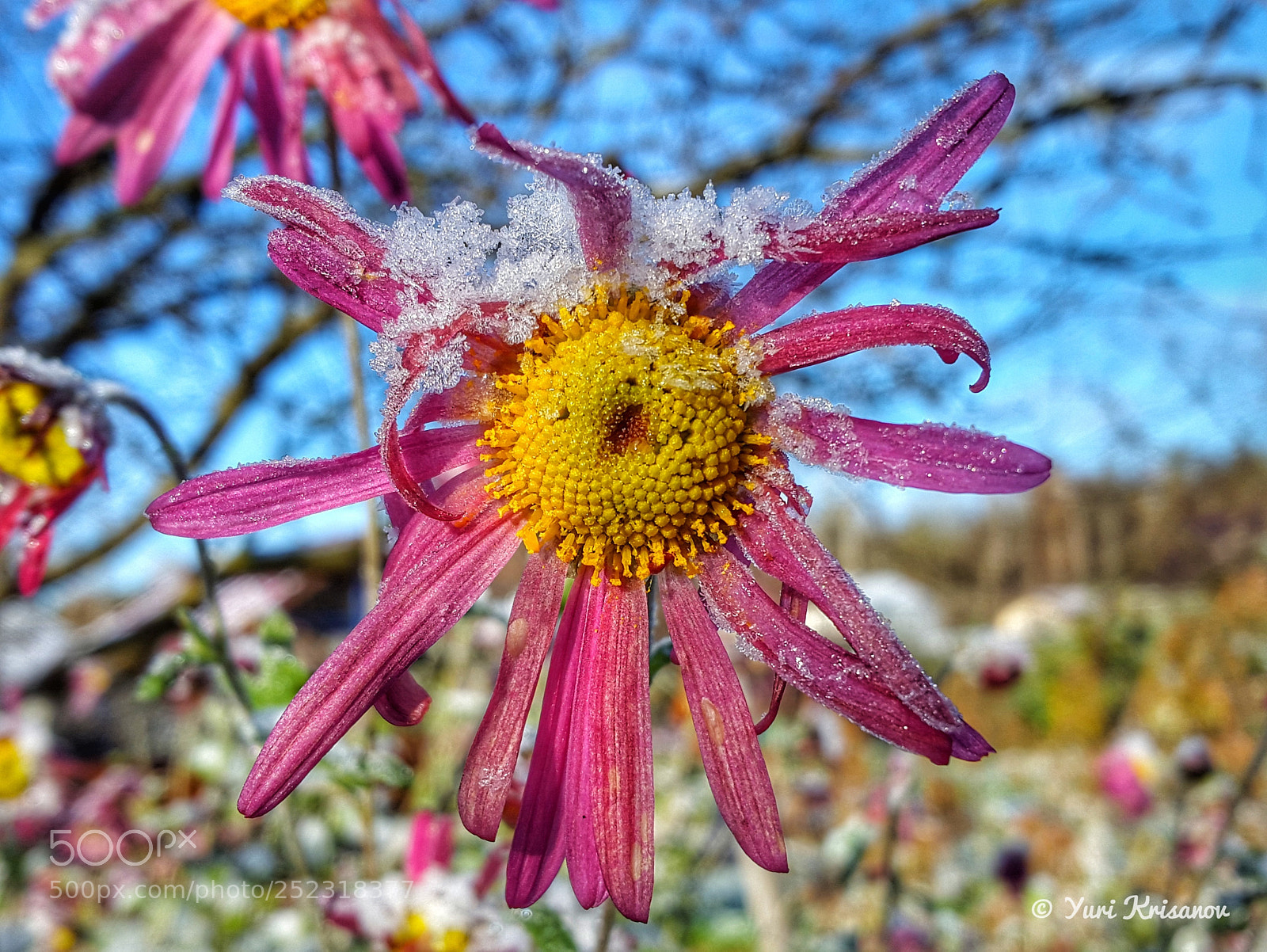 Samsung Galaxy Alpha sample photo. Frost-resistant flowers aster photography