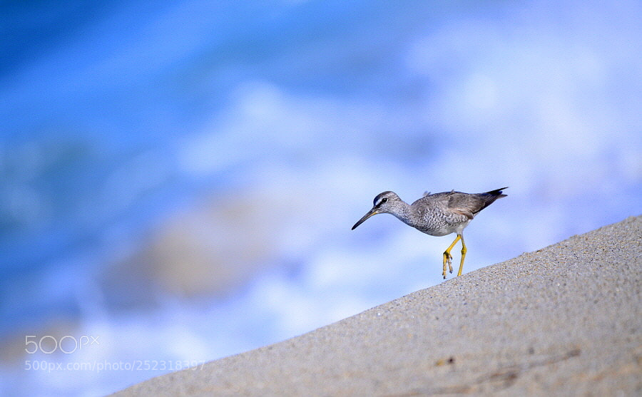 Nikon D800 sample photo. On the beach. photography