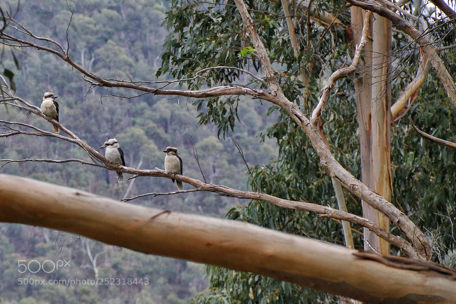 Canon EOS 80D sample photo. Three kookaburras amidst the photography