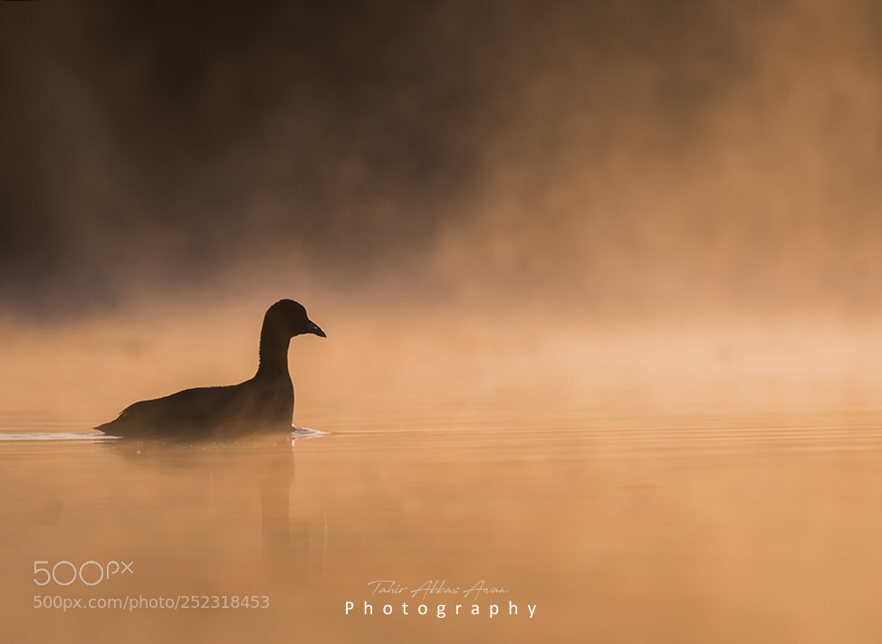 Nikon D500 sample photo. Misty morning photography