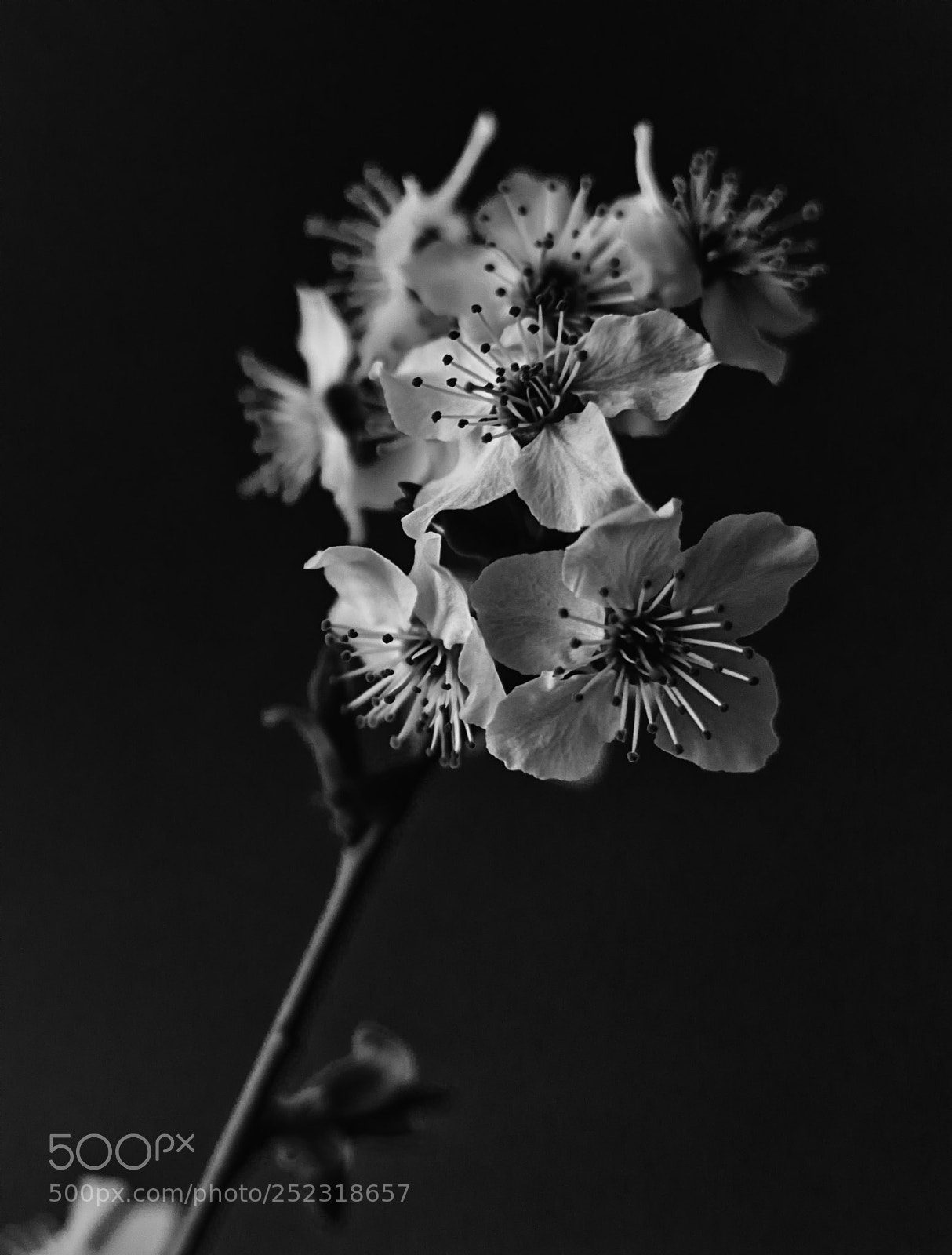 Nikon D3200 sample photo. Blossoms photography