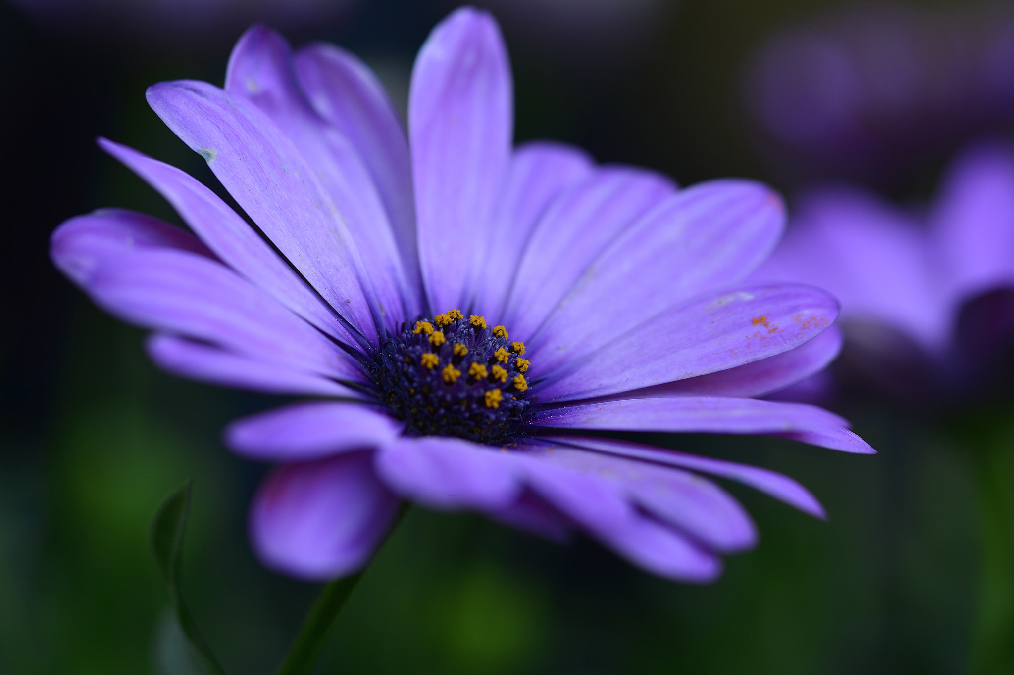 Nikon D7100 sample photo. Bodrum papatyası photography