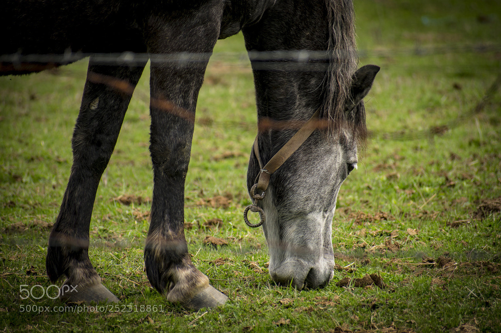 Nikon D3400 sample photo. Horse in transylvania photography