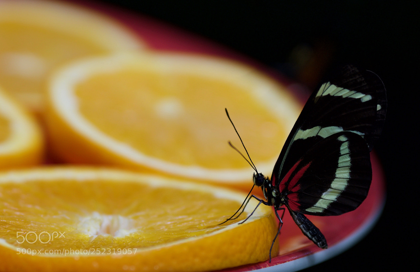 Sony a6000 sample photo. Fruity flower photography