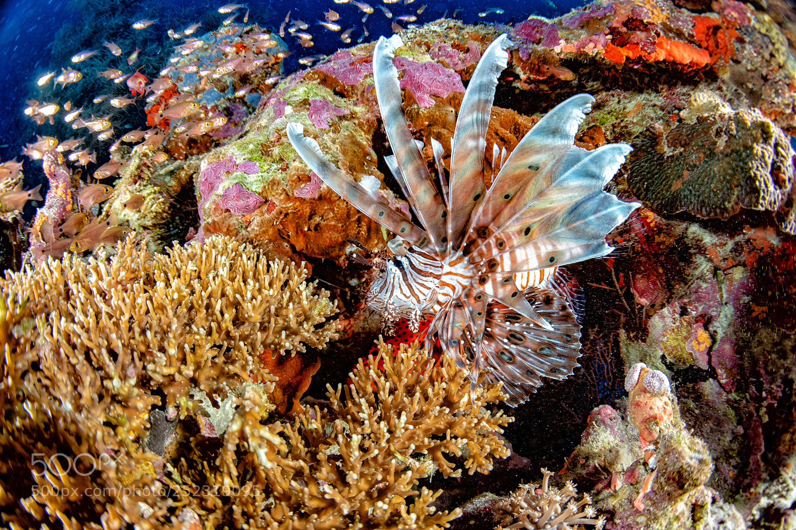 Nikon D810 sample photo. Underwater colors photography