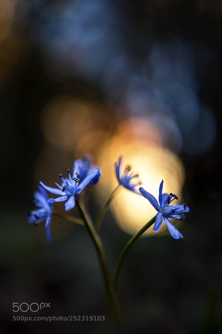 Nikon D5500 sample photo. Spring mood photography