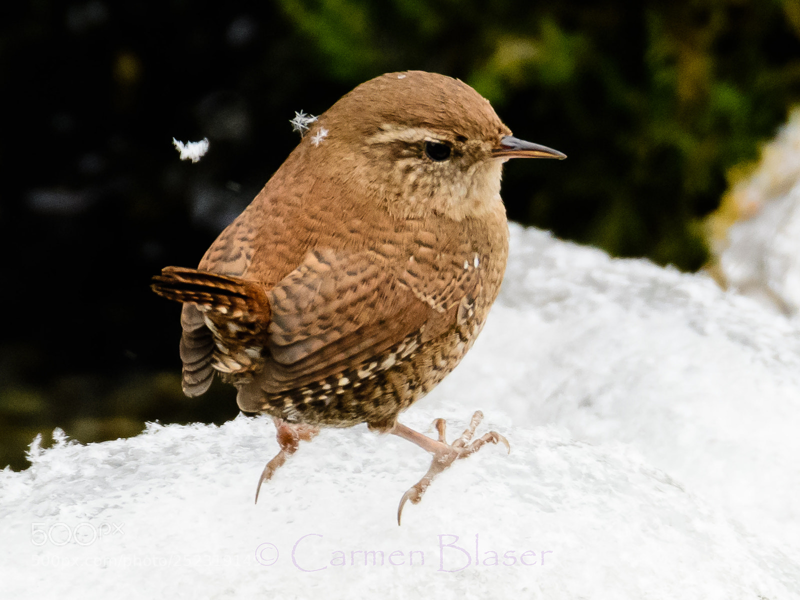 Nikon D500 sample photo. Snow king photography