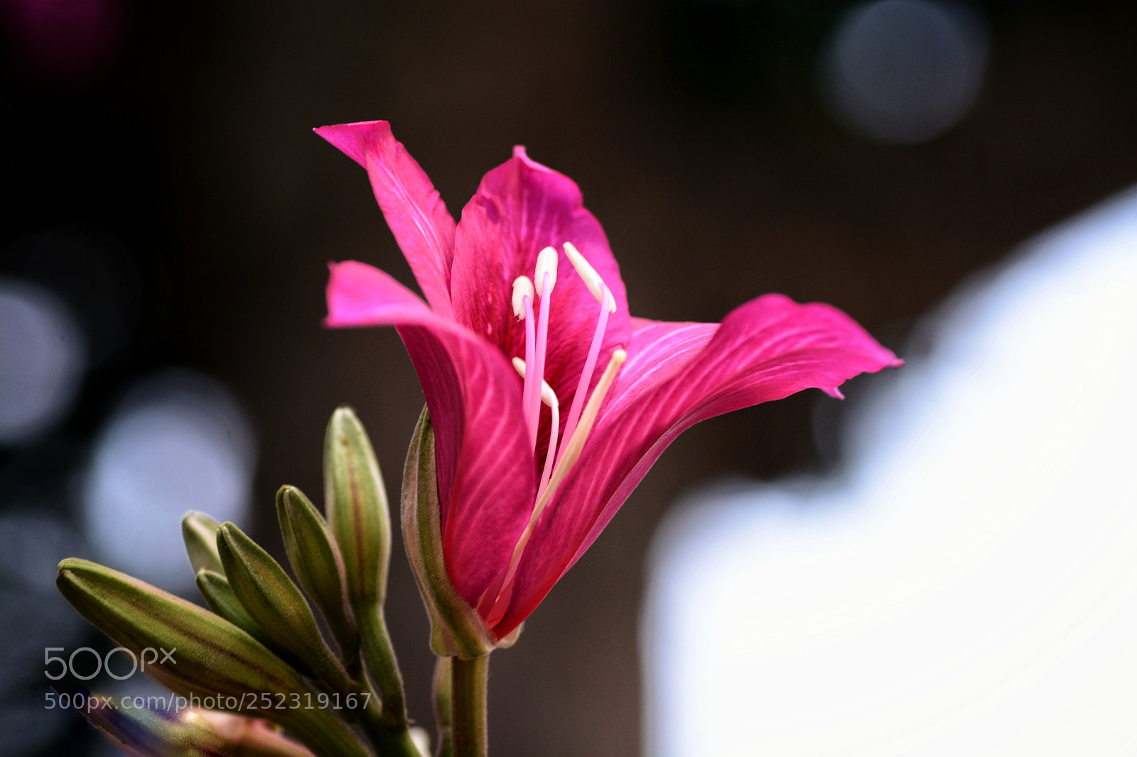 Nikon D7100 sample photo. Untitled photography