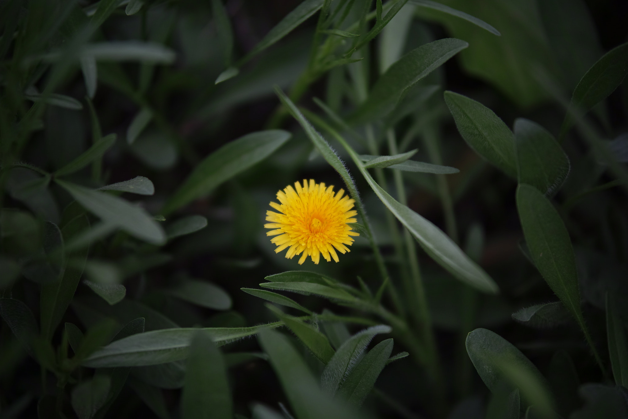 Sigma sd Quattro H sample photo. Wild flower 05 photography