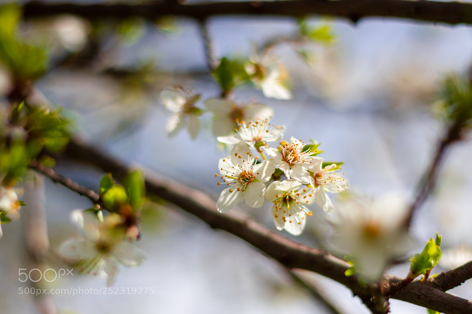 Canon EOS 7D sample photo. Can words describe the photography