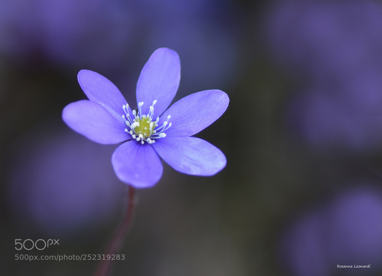Nikon D7200 sample photo. Spring photography