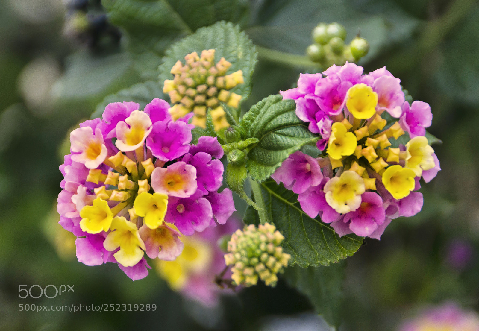 Nikon D3100 sample photo. Macro flower photography