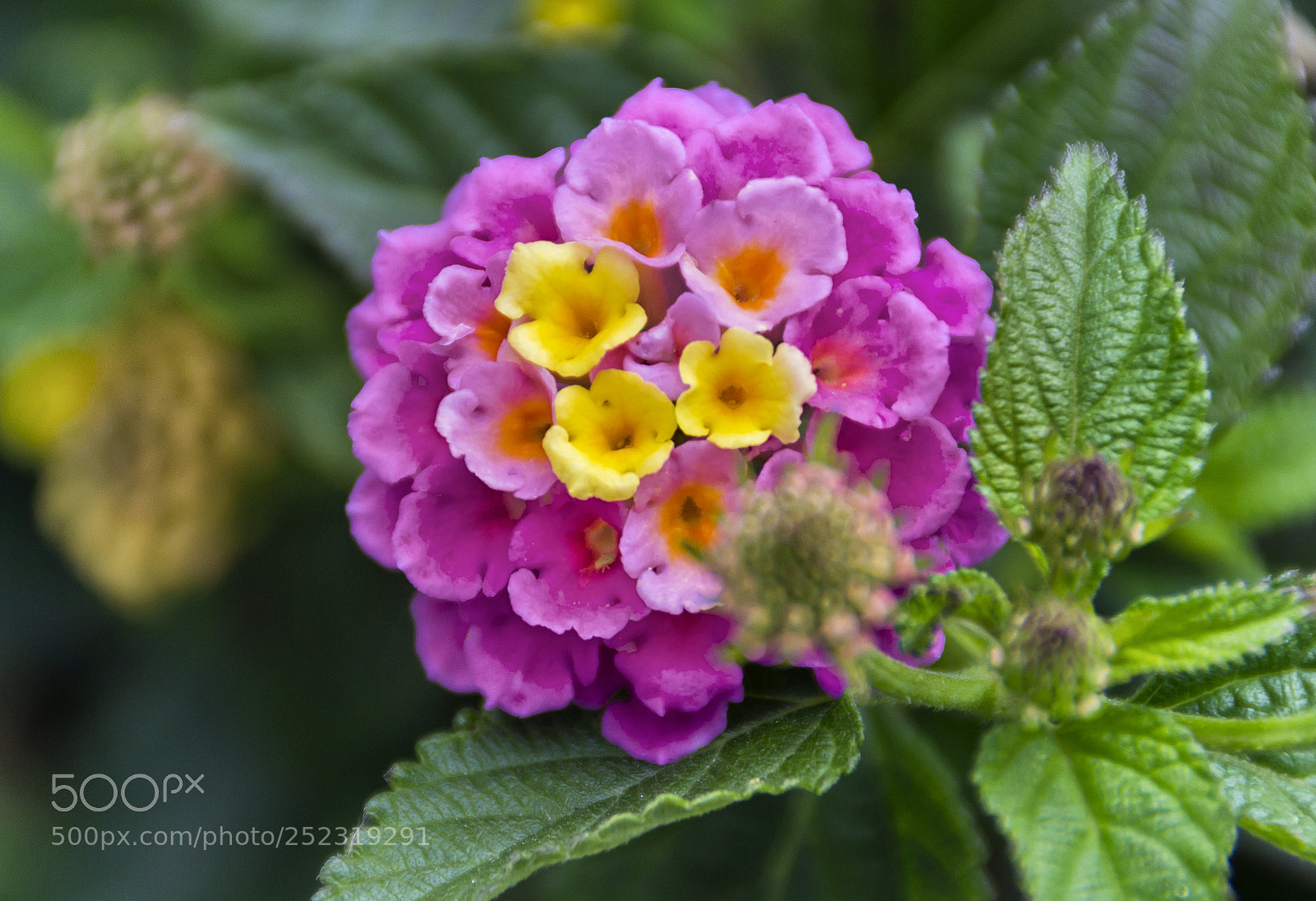 Nikon D3100 sample photo. Macro flower photography