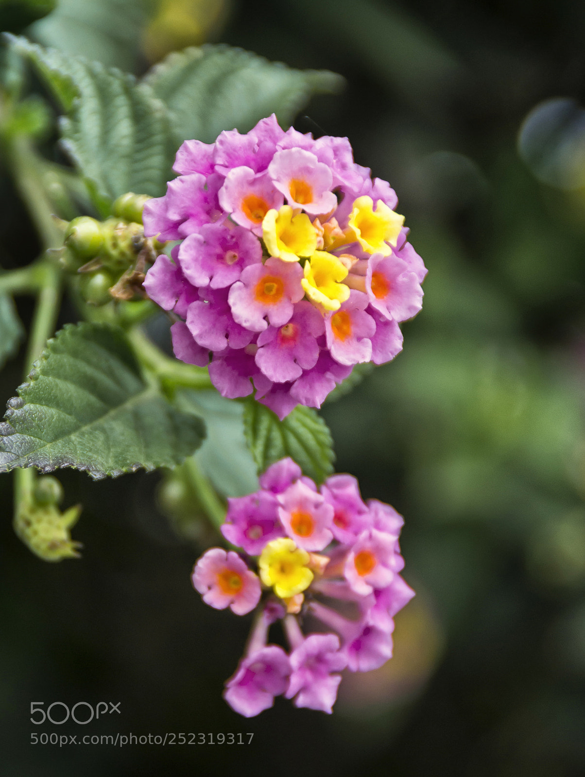 Nikon D3100 sample photo. Macro flower photography