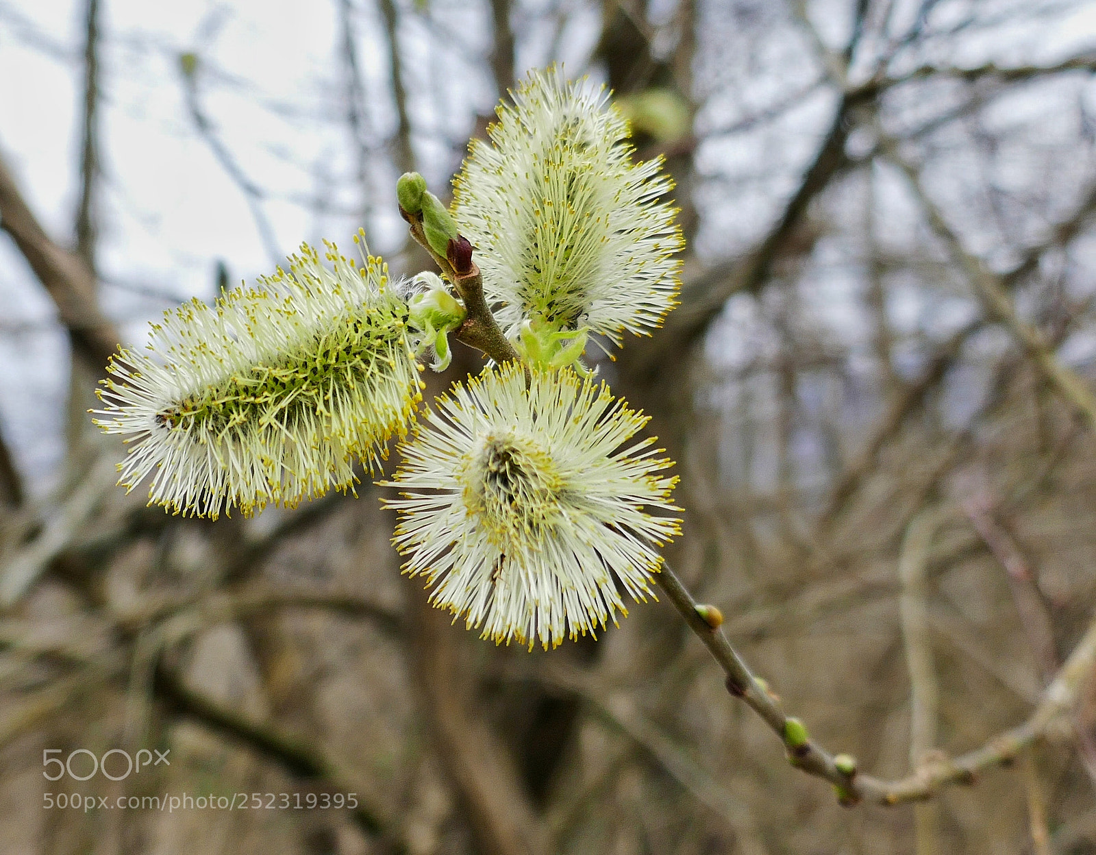 Panasonic Lumix DMC-ZS100 (Lumix DMC-TZ100) sample photo. Spring is coming photography