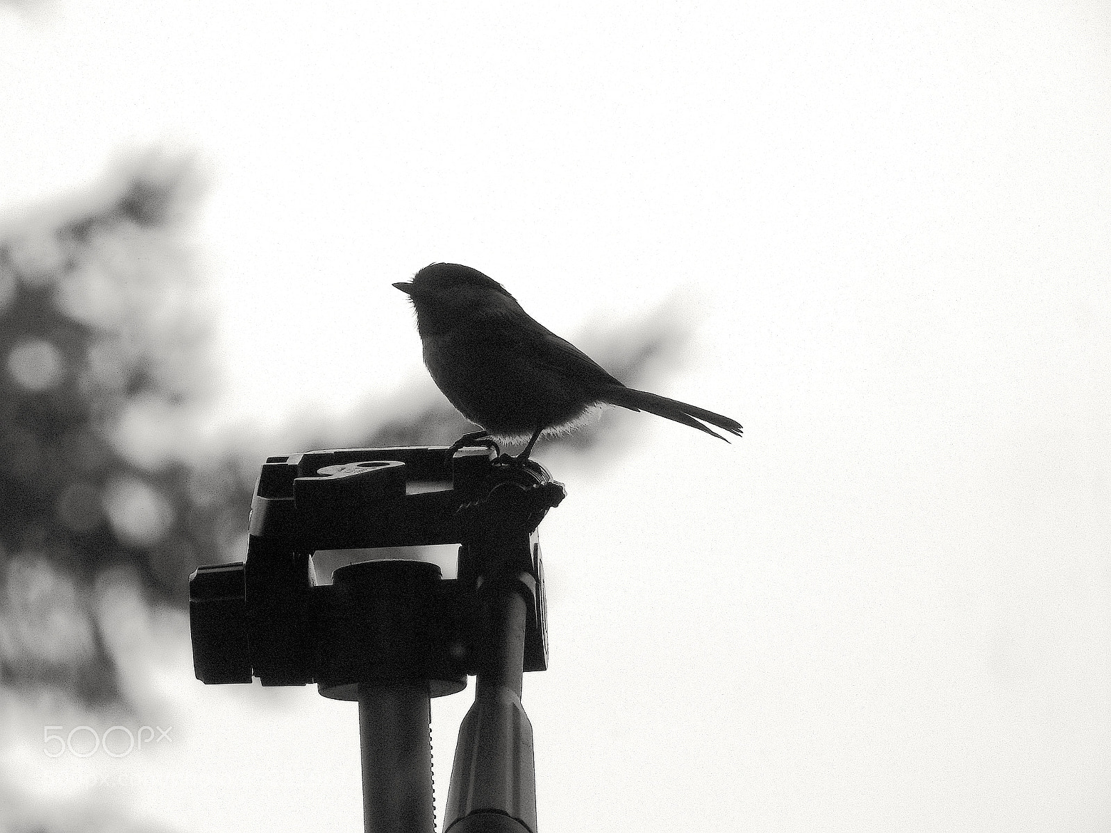 Nikon Coolpix P900 sample photo. Black-capped chickadee photography