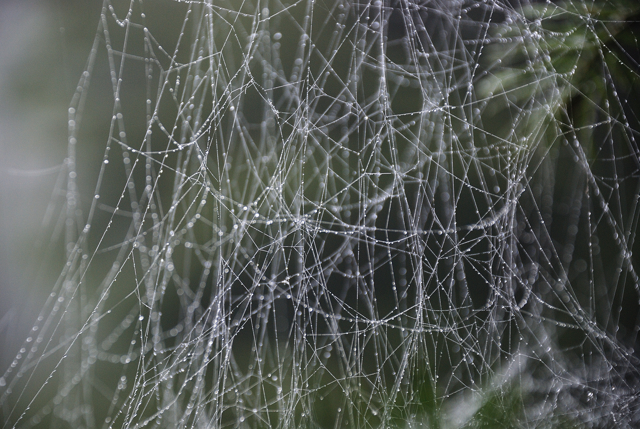Nikon D80 sample photo. Forest web photography