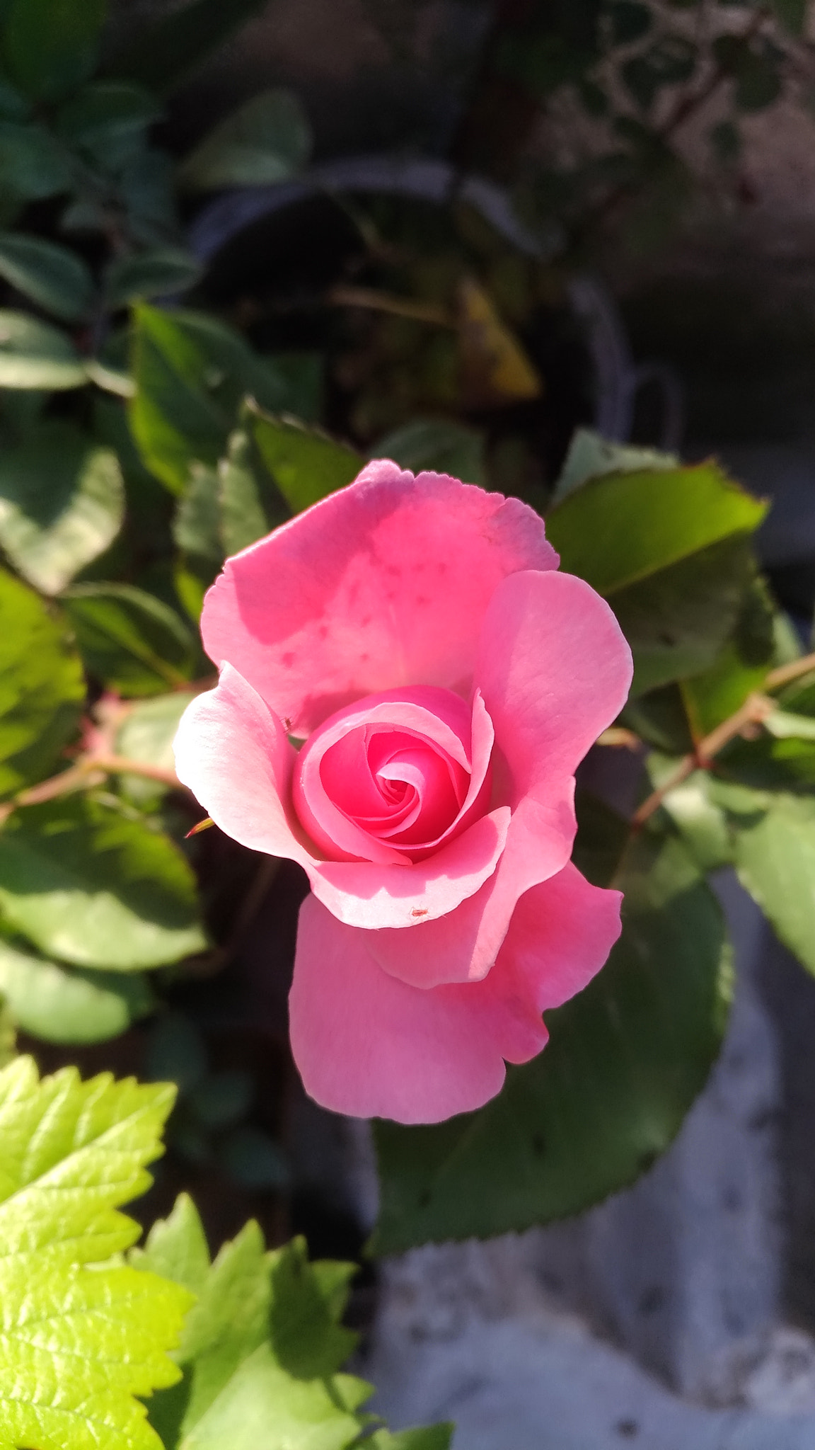 ASUS ZenFone 3 (ZE552KL) sample photo