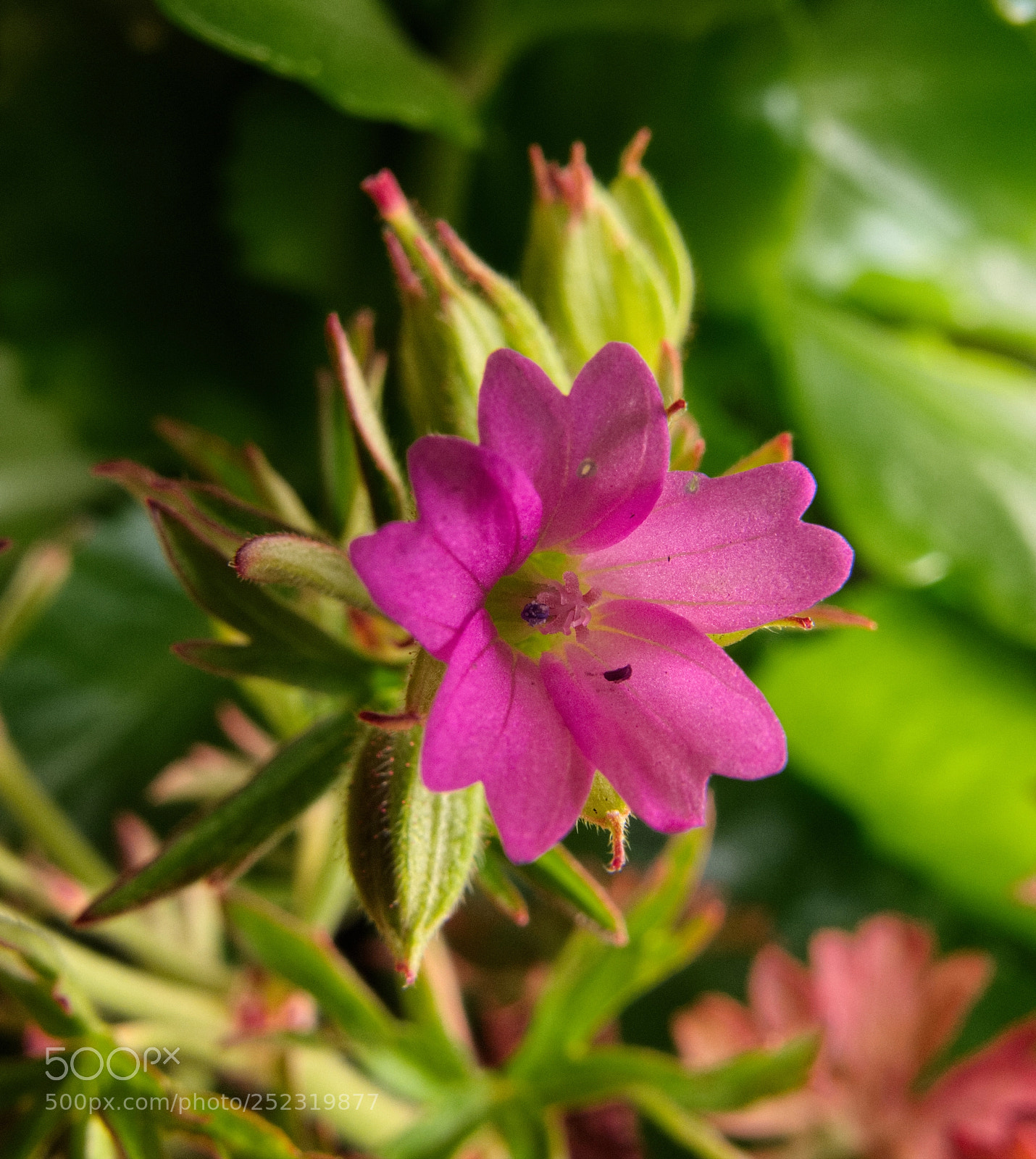 Canon PowerShot G10 sample photo. ...little and delicate photography