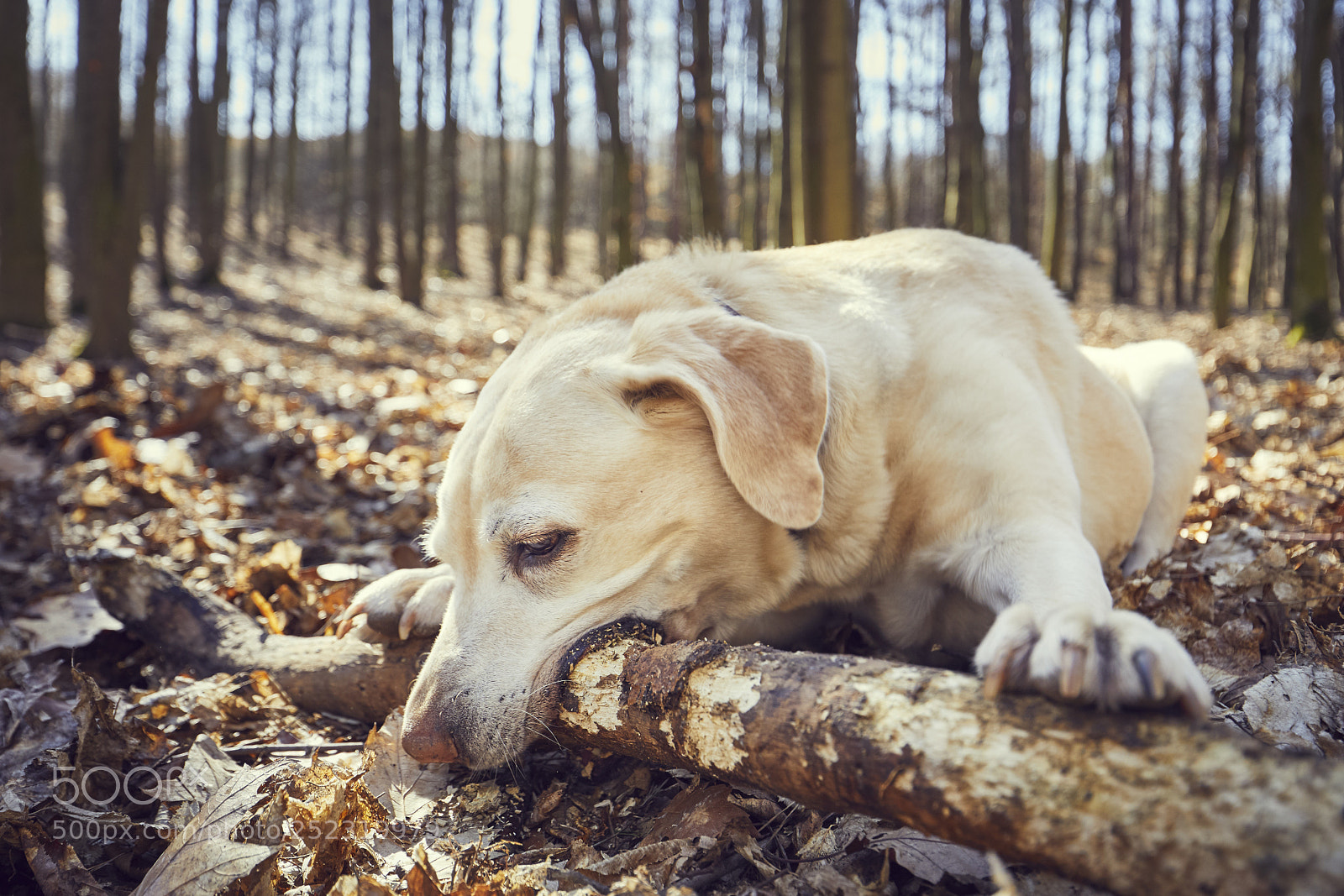 Canon EOS 5D Mark IV sample photo. Playful dog in forest photography