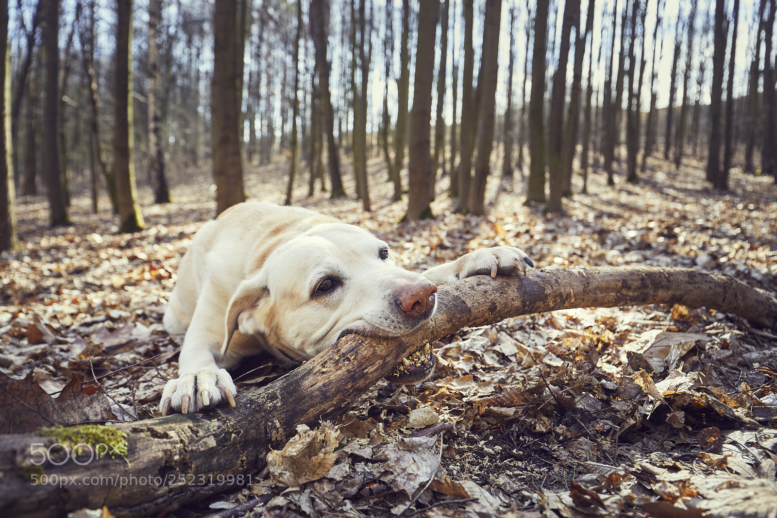 Canon EOS 5D Mark IV sample photo. Playful dog in forest photography