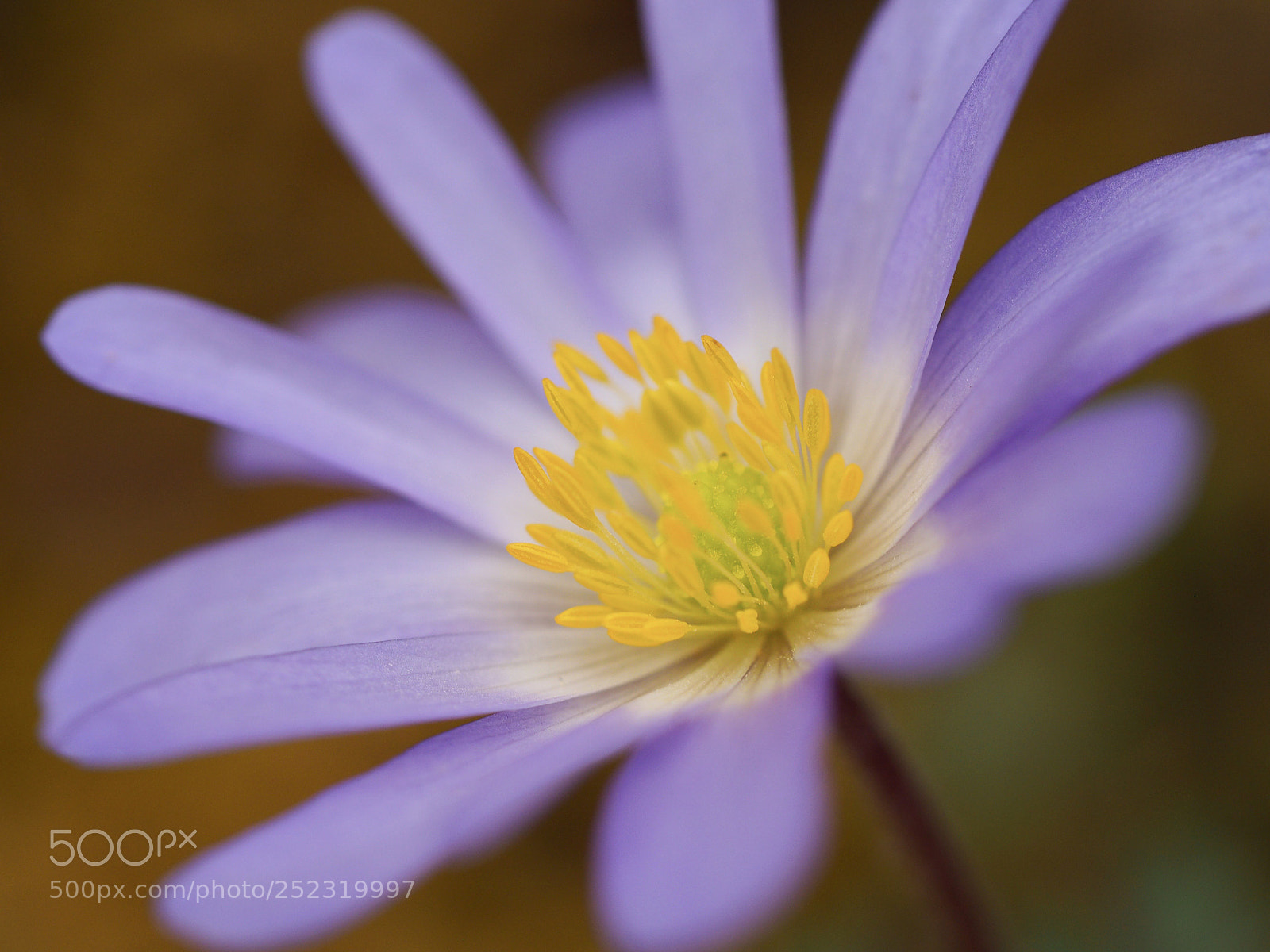 Olympus OM-D E-M10 II sample photo. Anemone — little beauty. photography