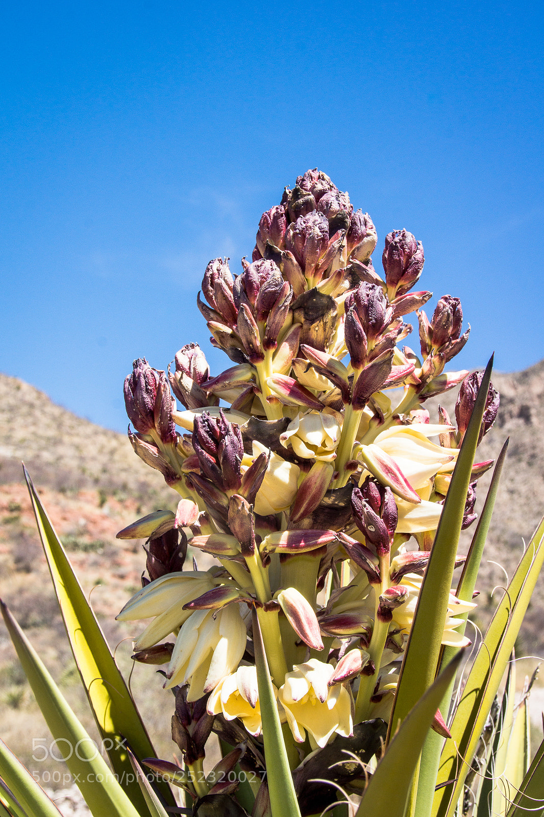 Sony SLT-A65 (SLT-A65V) sample photo. Yucca baccata photography